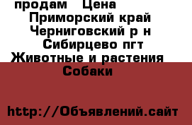 продам › Цена ­ 10 000 - Приморский край, Черниговский р-н, Сибирцево пгт Животные и растения » Собаки   